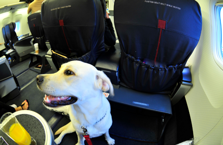 Japan Airlines proíbe o transporte de animais na cabine e levanta polêmica
