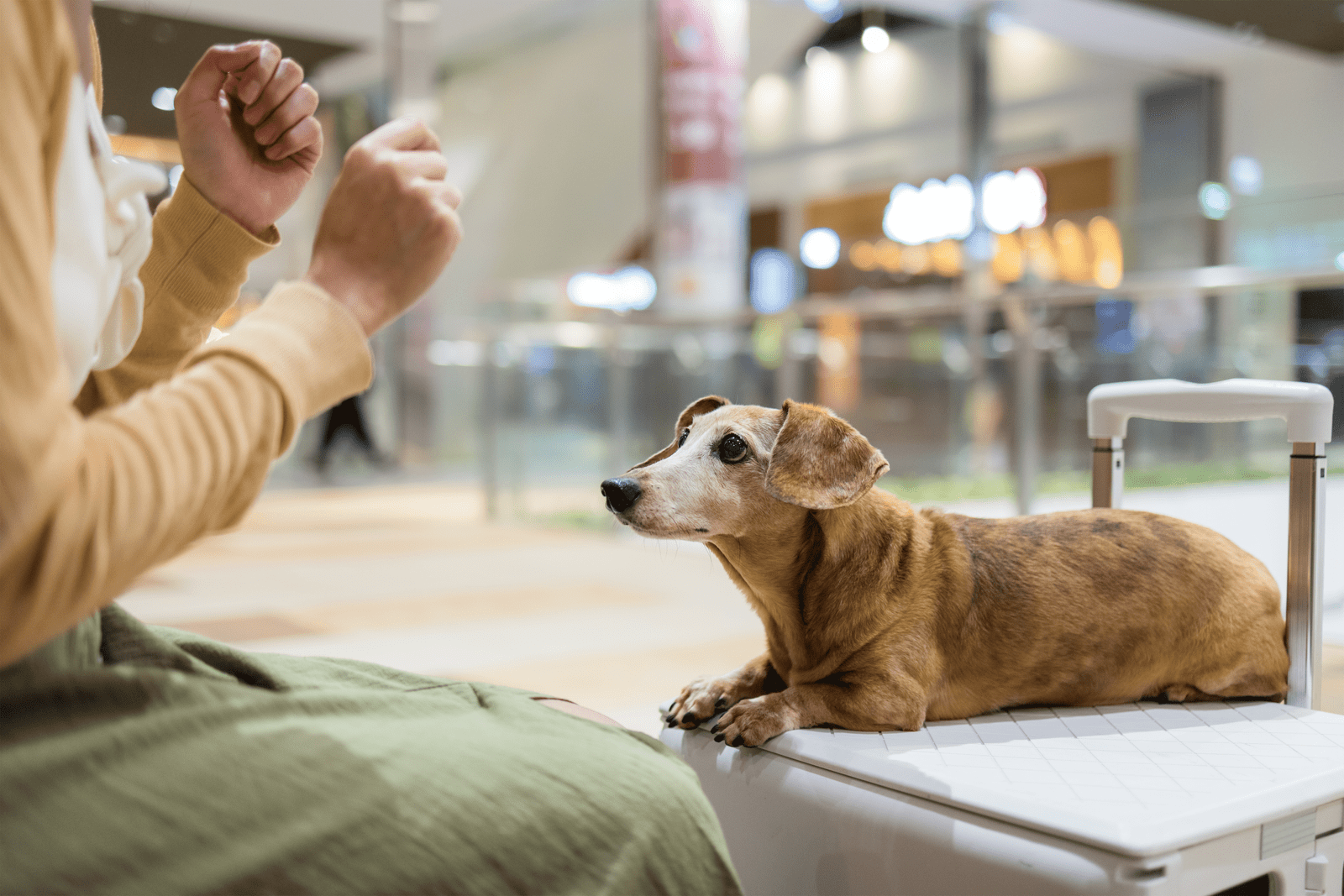 Relatório oficial expõe mortes de animais em voos — será mesmo seguro embarcar com seu pet?