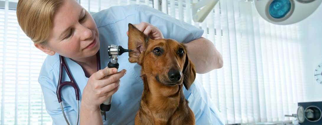 Certificado veterinario