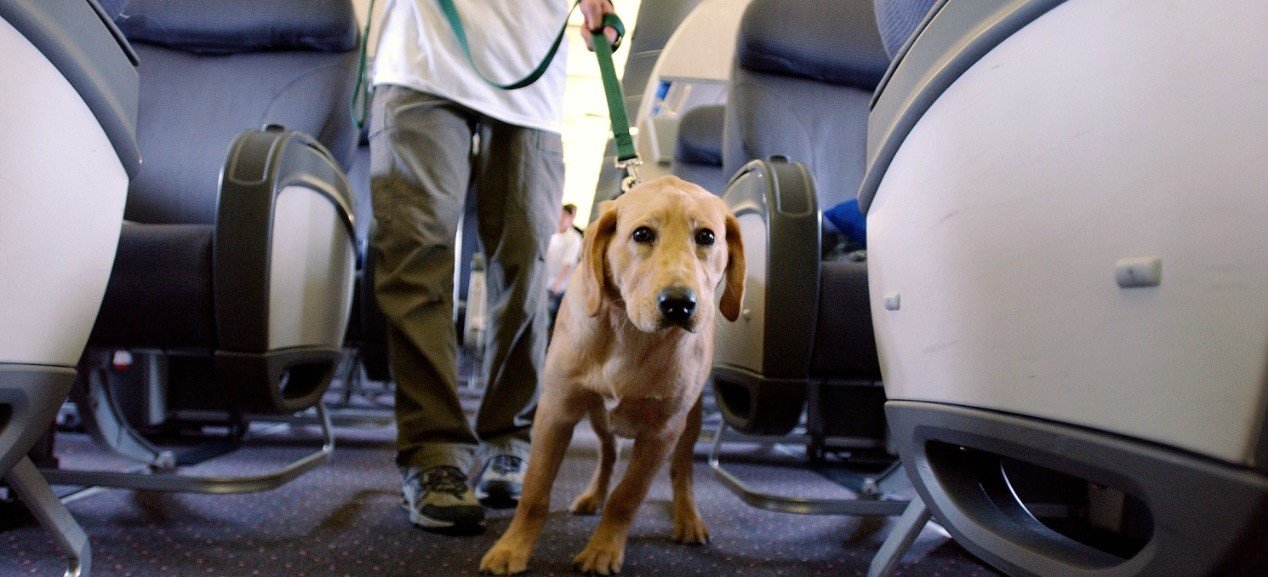 Como escolher a melhor companhia aérea para transportar seu animal