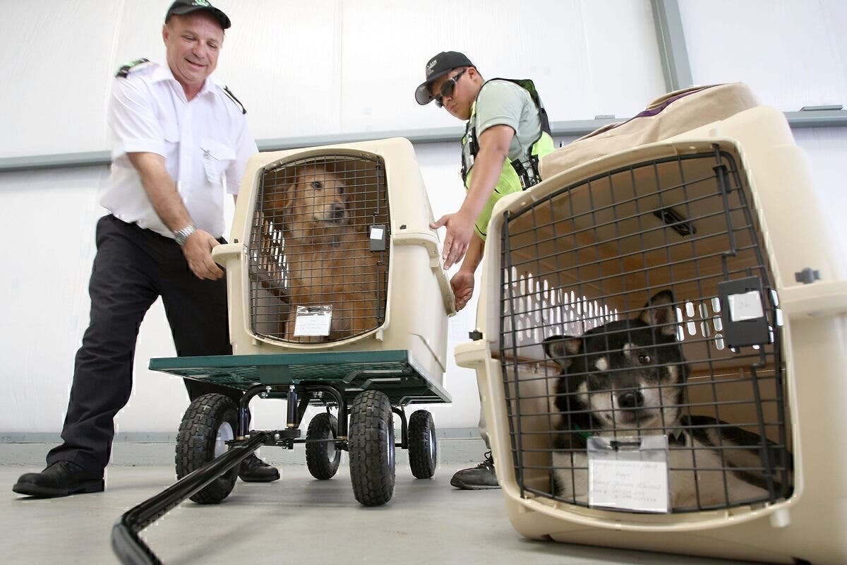 Como escolher a melhor companhia aérea para transportar seu animal?
