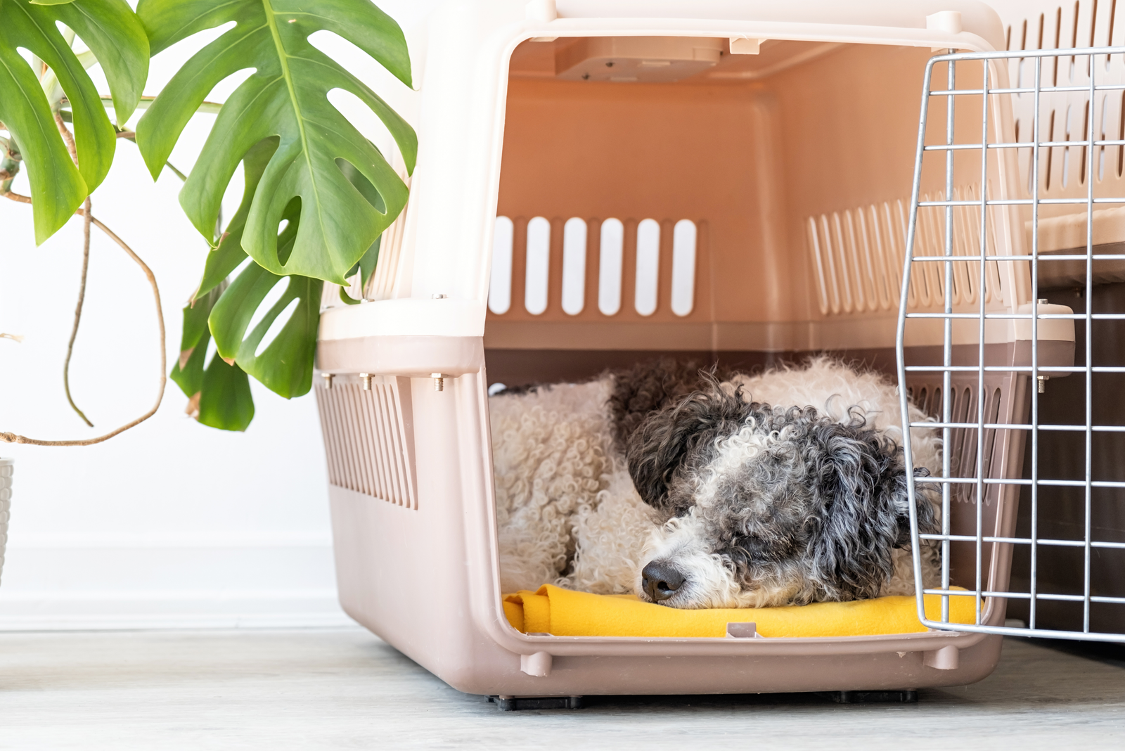 O transporte de animais é seguro?