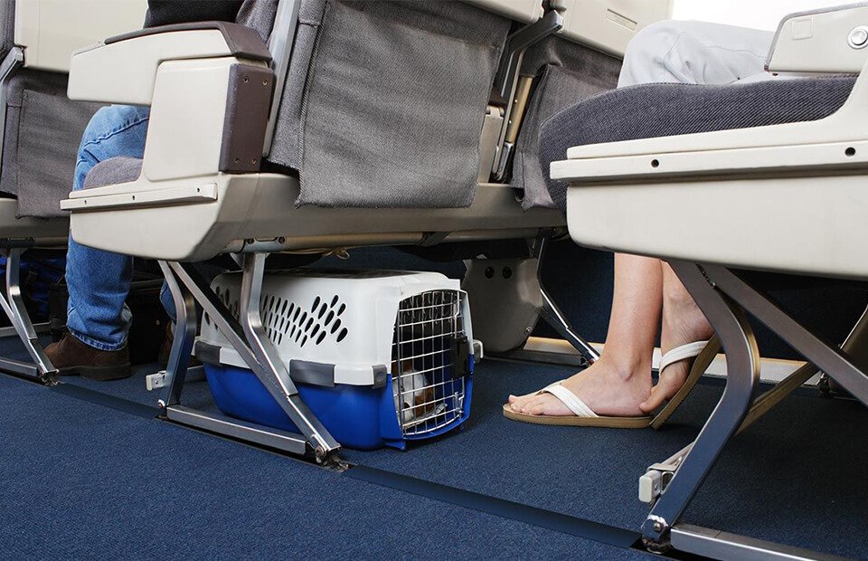 Viagem com cachorro em avião