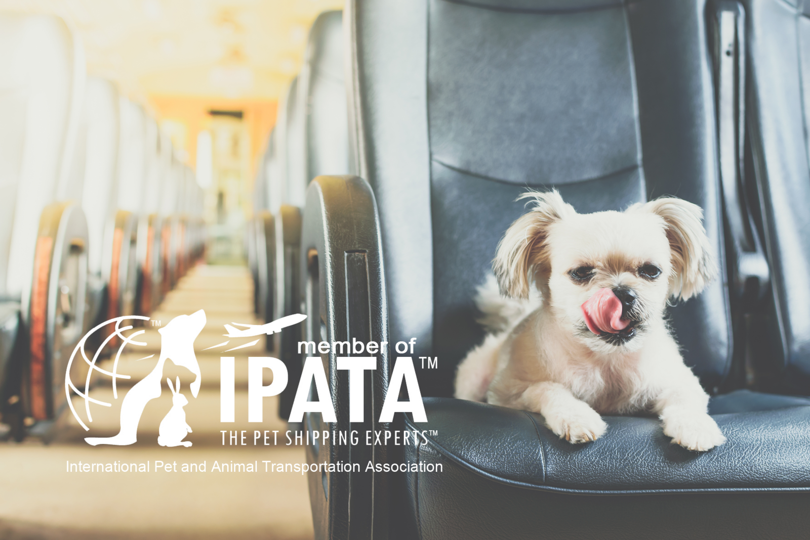 O que é a IPATA e por que ela é tão importante no transporte internacional de pets?