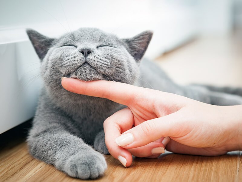  A Petwork Travel é confiável?