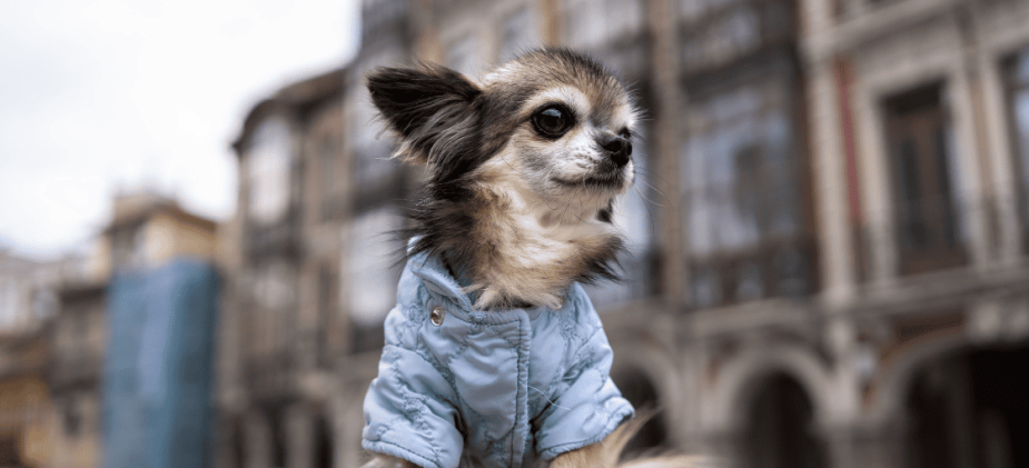 Cachorro da raça Chihuaha vestindo um colete azul e sentado em frente a um prédio em Portugal