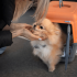 Cachorro da raça spitz-alemão dentro de uma caixa de transporte laranja com seu queixo levantado pela dona