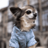 Cachorro da raça Chihuaha vestindo um colete azul e sentado em frente a um prédio em Portugal