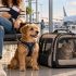 Cachorro ao lado de sua responsável e gato em bolsa de transporte em um aeroporto, com avião ao fundo